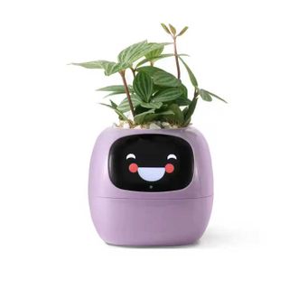 Ivy Smart Digital Pet Planter