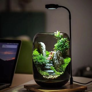 Micro Landscape Moss Plant